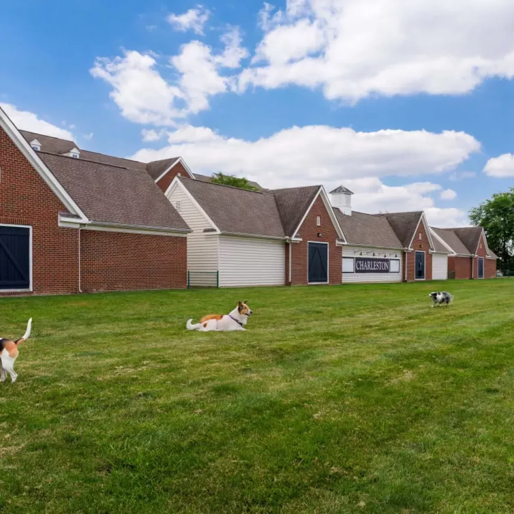 Three dogs in a sunny green field, with a row of brick buildings in the background under a blue sky.